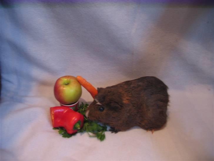 Marsvin snip - uh der er mad igen nam nam billede 6