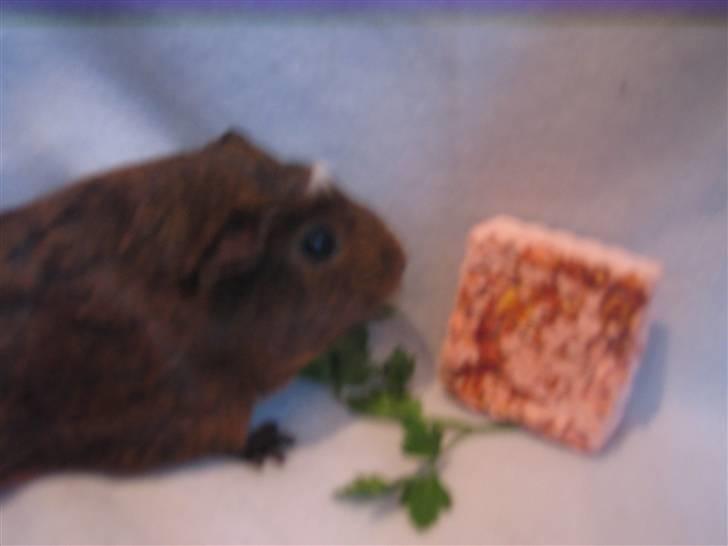 Marsvin snip - nam persille og en gnavesten det er bare luksus billede 7