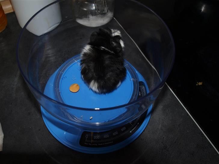 Marsvin Muffi - Jeg var en lille pjevs, på kun 100 gram :o billede 11