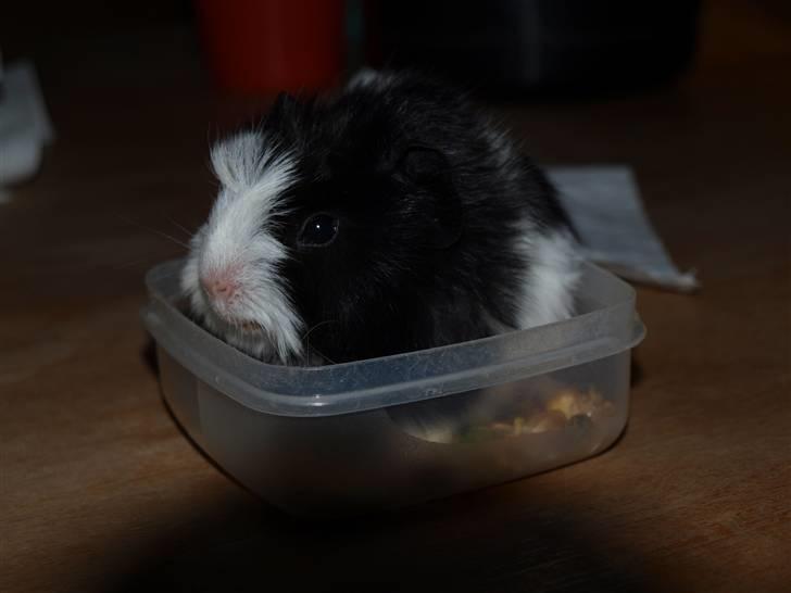 Marsvin Muffi - Bevis på jeg var så lille! :D billede 12
