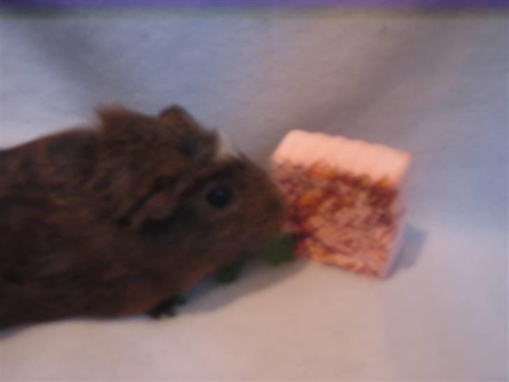 Marsvin snip - så skal vi til gnavestenen der var ikke mere persille billede 8