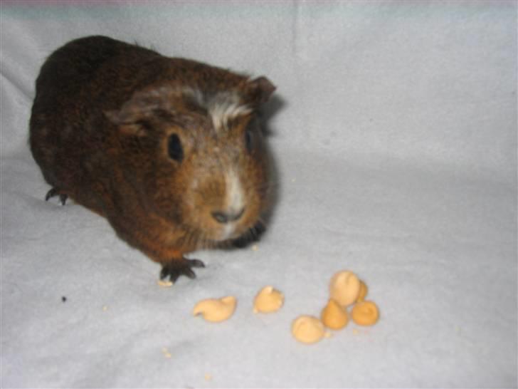 Marsvin snip - uhh der er godbidre måske smager de godt billede 9