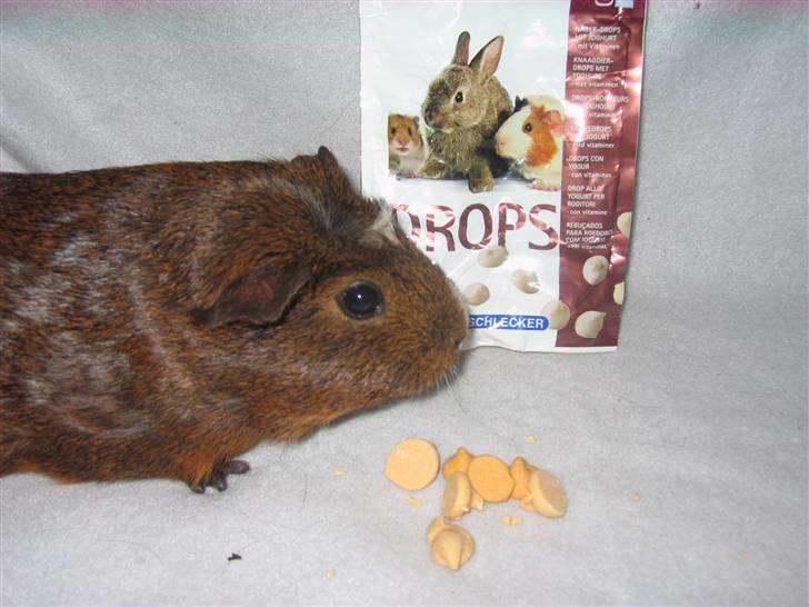 Marsvin snip - uhh possen er med på billedet billede 10