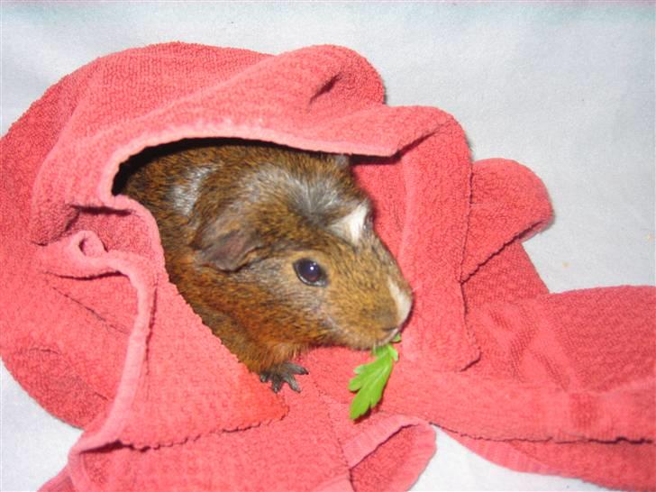 Marsvin snip - luksus persille og inde i et hondklæde billede 11