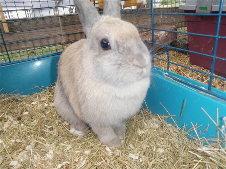 Kanin Beninna *død* billede 5