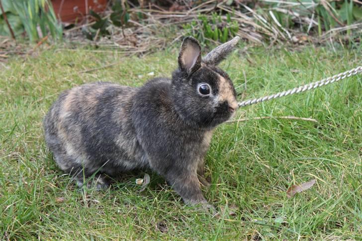 Kanin Lucky R.I.P 21/10-12 billede 1