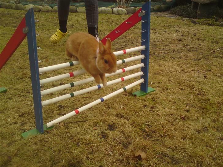 Kanin Just Prince  Ønie Forever billede 10