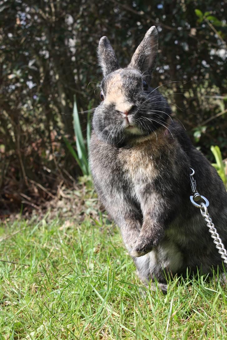 Kanin Lucky R.I.P 21/10-12 billede 2