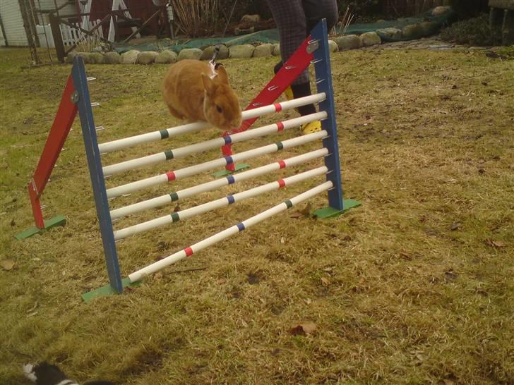 Kanin Just Prince  Ønie Forever billede 11