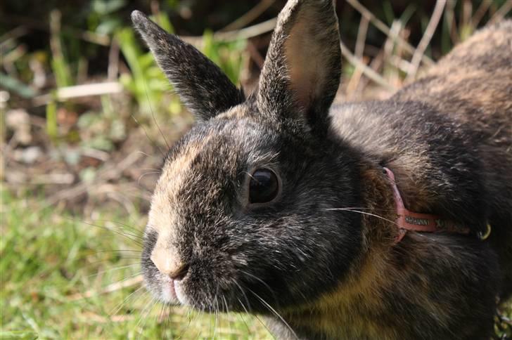 Kanin Lucky R.I.P 21/10-12 billede 3