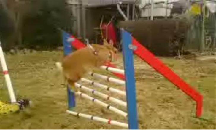 Kanin Just Prince  Ønie Forever billede 12