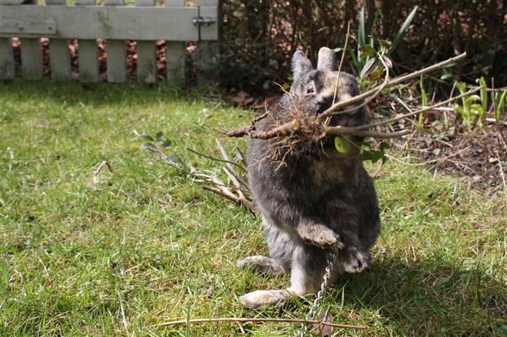 Kanin Lucky R.I.P 21/10-12 billede 4