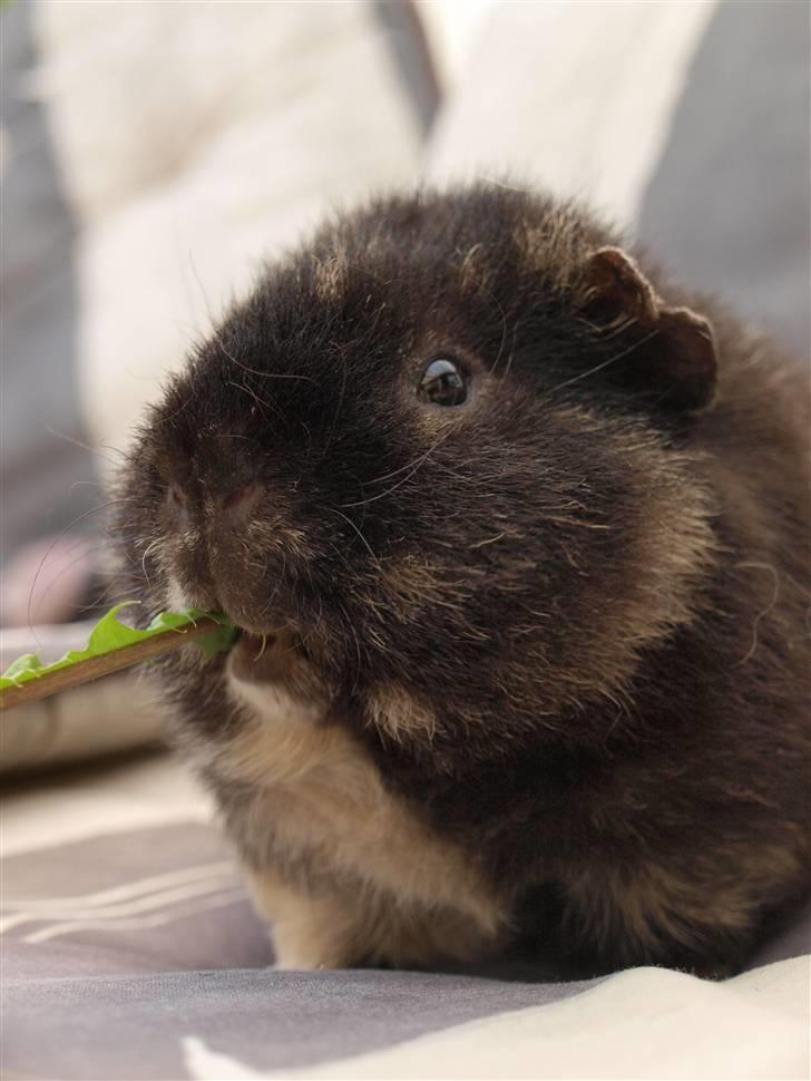 Marsvin Alpha 'Bjørnen Bamse' - Velkommen til Alpha´s profil :D Kig dig lidt omkring, og smid meget gerne en kommentar? :D billede 2