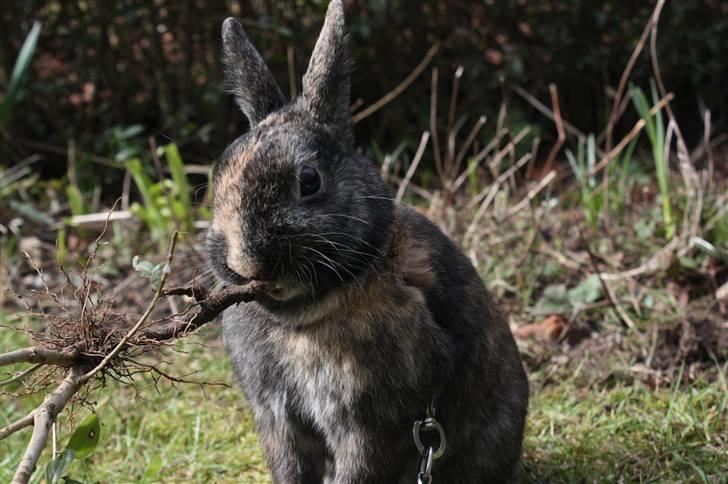 Kanin Lucky R.I.P 21/10-12 billede 5