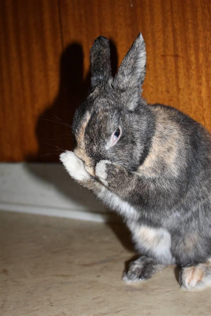 Kanin Lucky R.I.P 21/10-12 billede 6