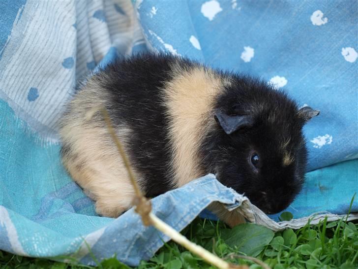 Marsvin Alpha 'Bjørnen Bamse' - Alfie udenfor :D Stående på et tæppe halløj xD billede 1