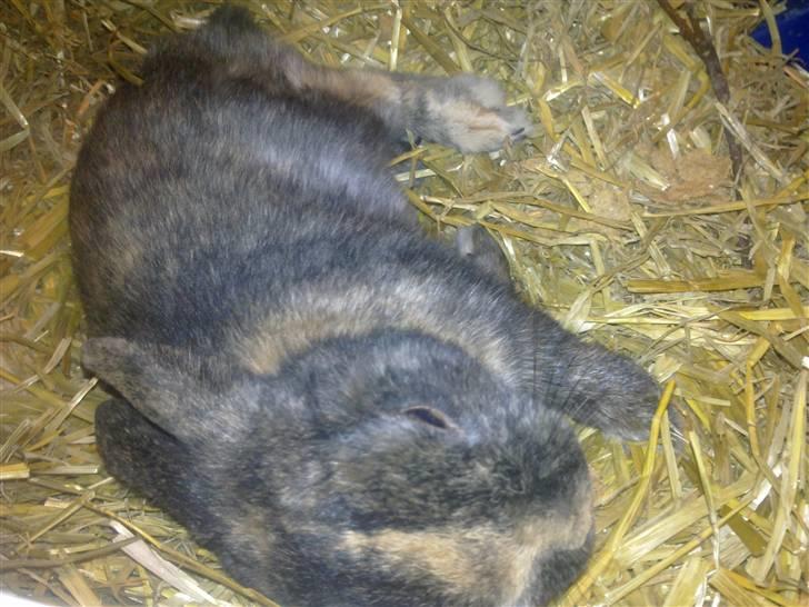 Kanin Lucky R.I.P 21/10-12 billede 7