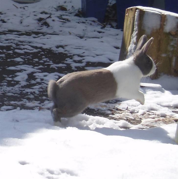 Kanin - Hollænder Strandvejs Shapper billede 4