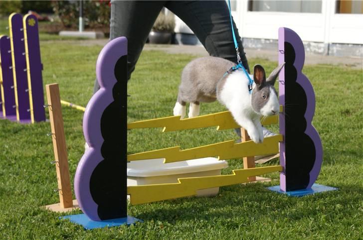 Kanin - Hollænder Strandvejs Shapper billede 5