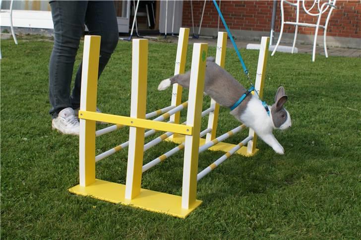 Kanin - Hollænder Strandvejs Shapper billede 8