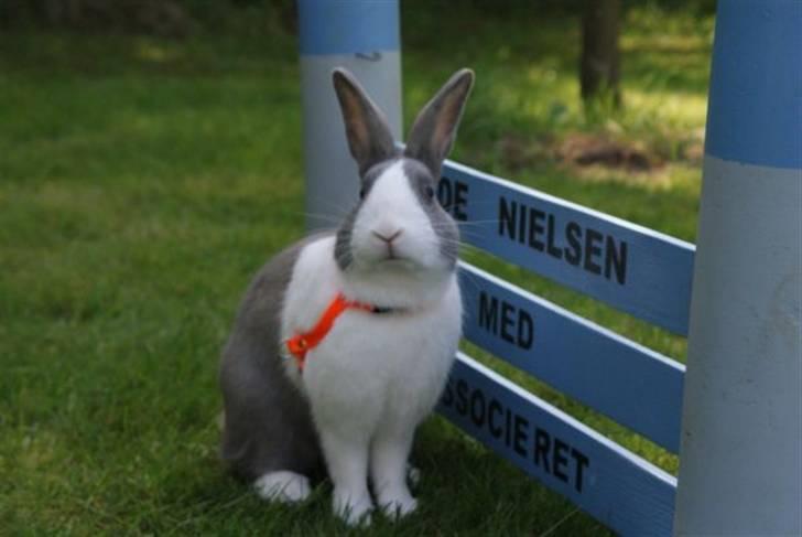 Kanin - Hollænder Strandvejs Shapper billede 12