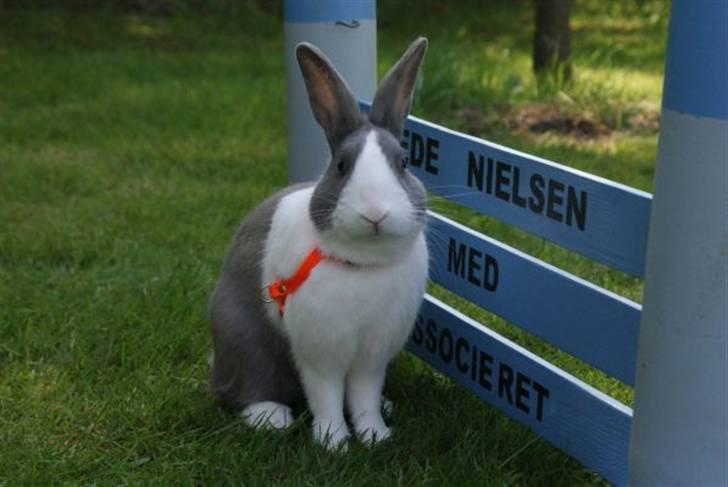 Kanin - Hollænder Strandvejs Shapper billede 6