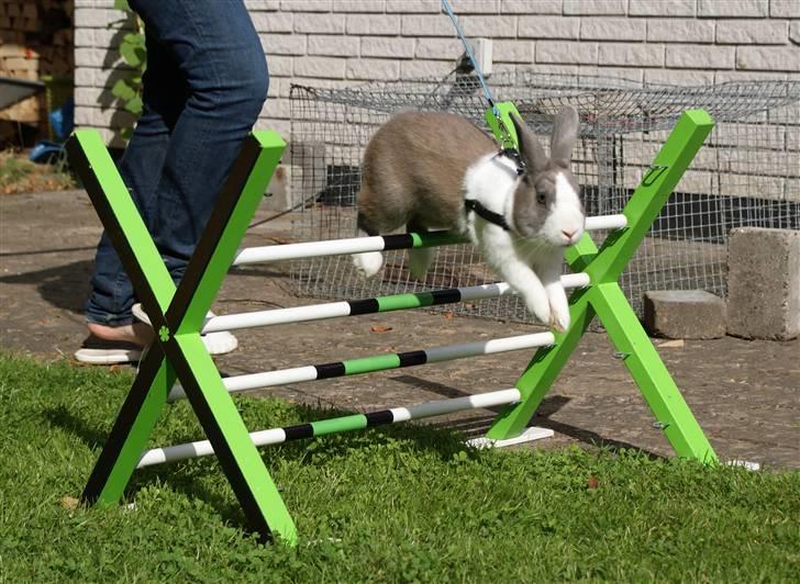 Kanin - Hollænder Strandvejs Shapper billede 9