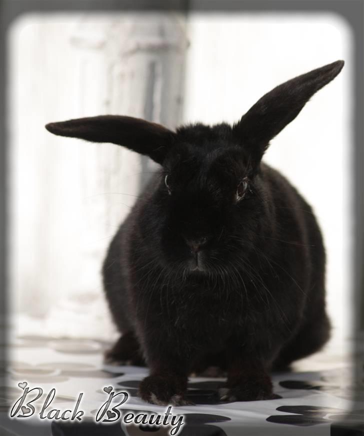 Kanin Millions † Black Beauty † - 1) Velkommen til Black Beauty´s Profil.! Smid lige en bedømmelse & kommentar før du går.. -Tak! :D BB´s første dag som "Model" d. 27-06-2010(NYT!) :D billede 1