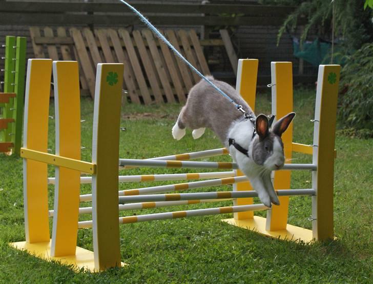 Kanin - Hollænder Strandvejs Shapper billede 10