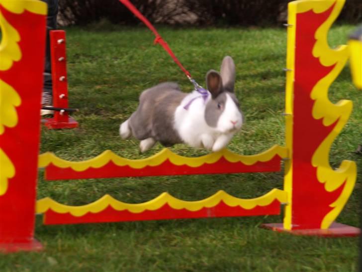 Kanin - Hollænder Strandvejs Shapper billede 11