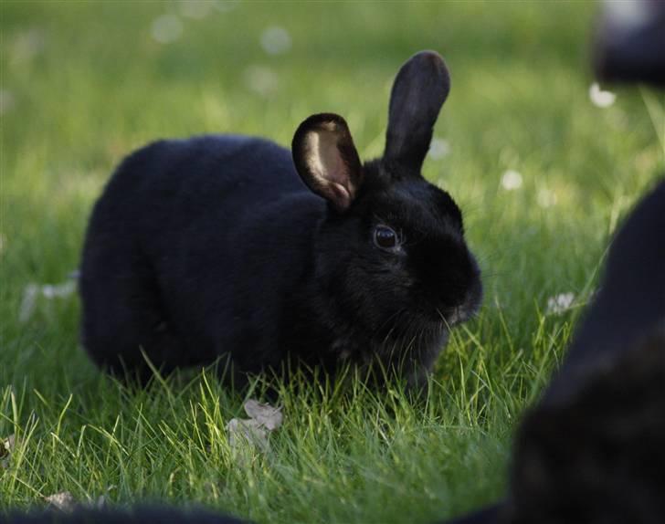 Kanin Millions † Black Beauty † - 2) 02-05-2010 © MichelleGreveNielsen 2010 - Intet må kopieres uden min tilladelse! billede 2