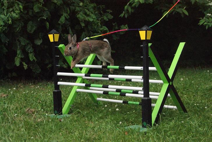 Kanin - Dværghare Dude billede 11