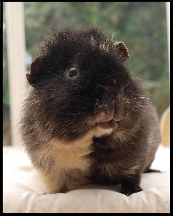 Marsvin Alpha 'Bjørnen Bamse' - Frække Alfie :D billede 3