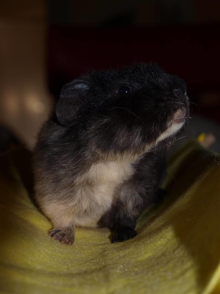 Marsvin Alpha 'Bjørnen Bamse' - Alfie på hjemmelavet hængekøje! :D billede 4