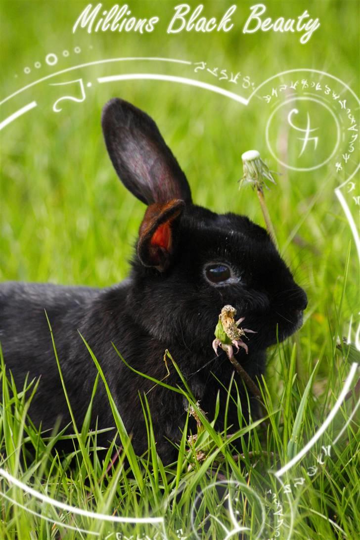 Kanin Millions † Black Beauty † - 3) BB på marken d. 23-05-2010 © MichelleGreveNielsen 2010 - Intet må kopieres uden min tilladelse! billede 3