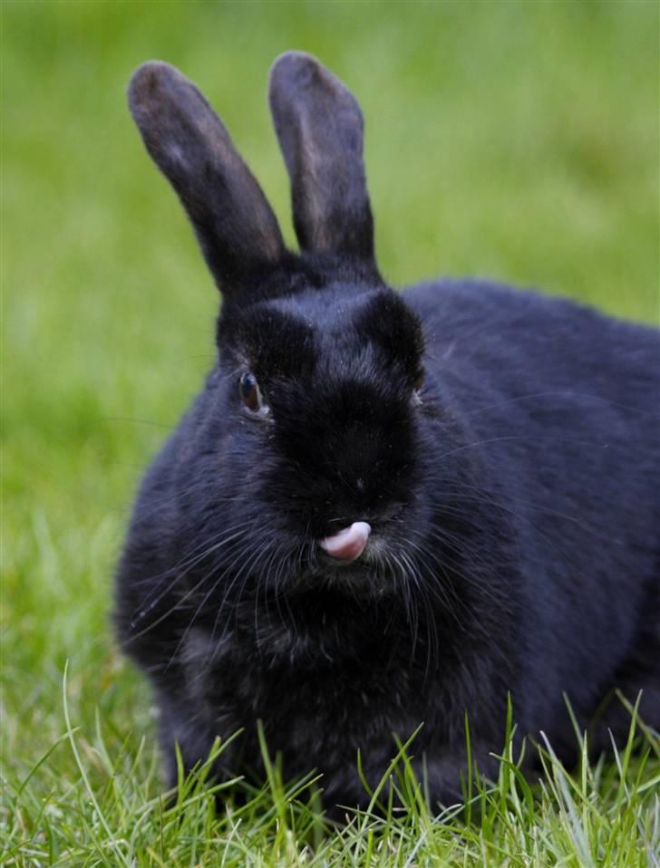 Kanin Millions † Black Beauty † - 4) © MichelleGreveNielsen 2010 - Intet må kopieres uden min tilladelse! billede 4