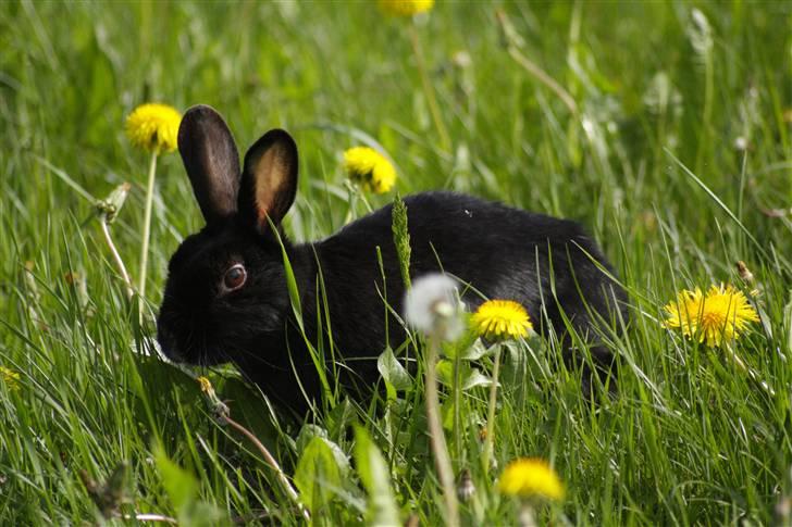 Kanin Millions † Black Beauty † - 5) BB på marken d. 23-05-2010 © MichelleGreveNielsen 2010 - Intet må kopieres uden min tilladelse! billede 5