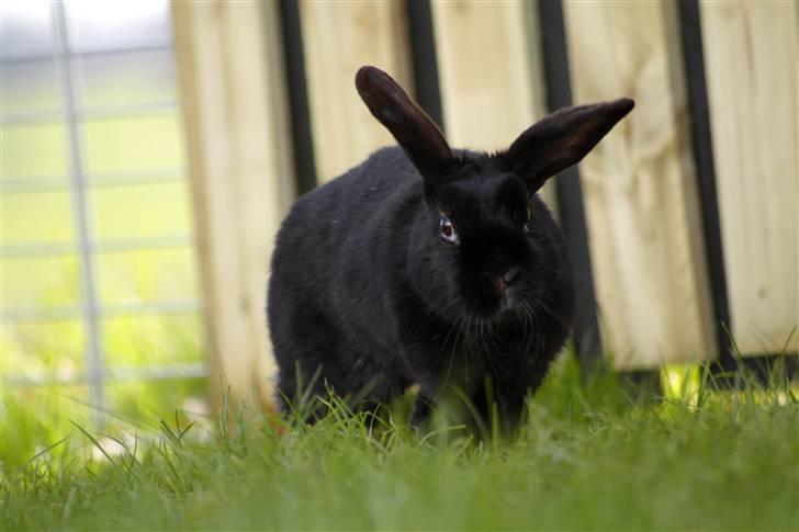 Kanin Millions † Black Beauty † - 6) © MichelleGreveNielsen 2010 - Intet må kopieres uden min tilladelse! billede 6