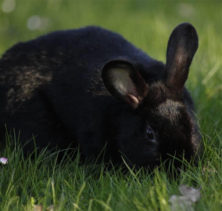Kanin Millions † Black Beauty † - 7) 02-05-2010 © MichelleGreveNielsen 2010 - Intet må kopieres uden min tilladelse! billede 7