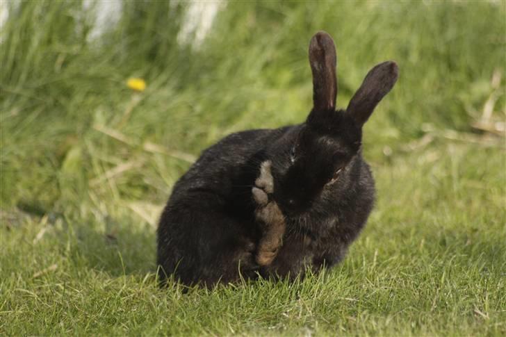 Kanin Millions † Black Beauty † - 8)  © MichelleGreveNielsen 2010 - Intet må kopieres uden min tilladelse! billede 8