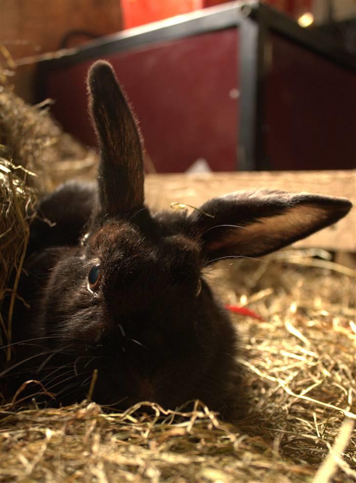 Kanin Millions † Black Beauty † - 9) Meget gammelt billede! :D -Det er taget i min boks da jeg havde hest ståene på 4H & da jeg liige var begyndt at passe BB igen! ;) © MichelleGreveNielsen 2010 - Intet må kopieres uden min tilladelse! billede 9