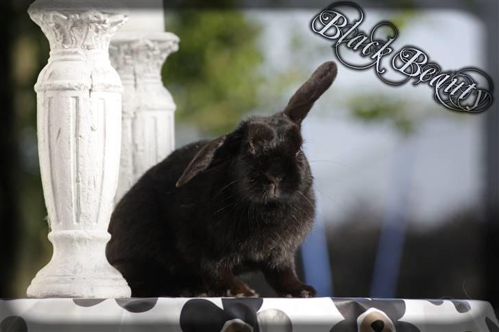 Kanin Millions † Black Beauty † - 10) BB´s første dag som model -Søndag d. 27-06-2010(NYT!) :D © MichelleGreveNielsen 2010 - Intet må kopieres uden min tilladelse! billede 10