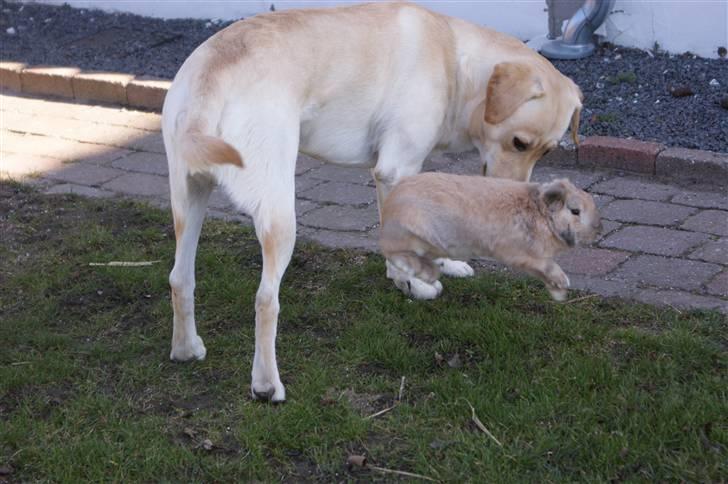 Kanin Buster - Ninja spark XD billede 7