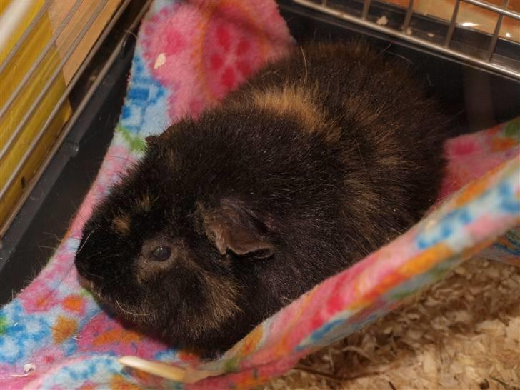 Marsvin Alpha 'Bjørnen Bamse' - Alfie hviler sig :D billede 5