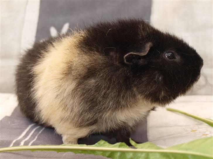 Marsvin Alpha 'Bjørnen Bamse' - Hey! Kig på noget andet, det er MIN mælkebøtte. billede 6