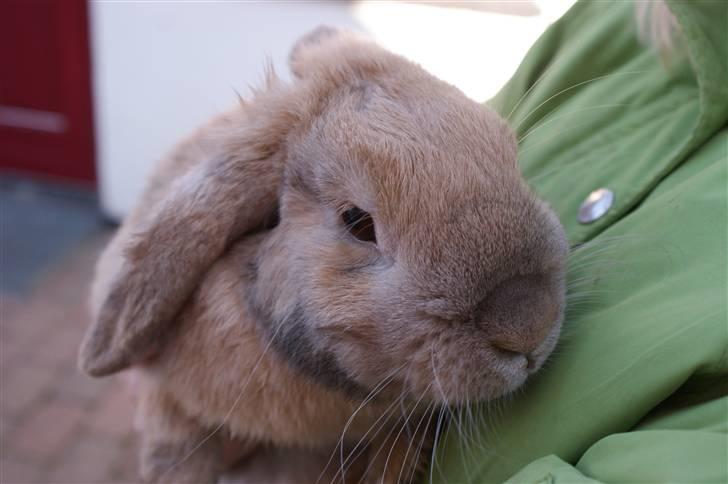 Kanin Buster billede 8