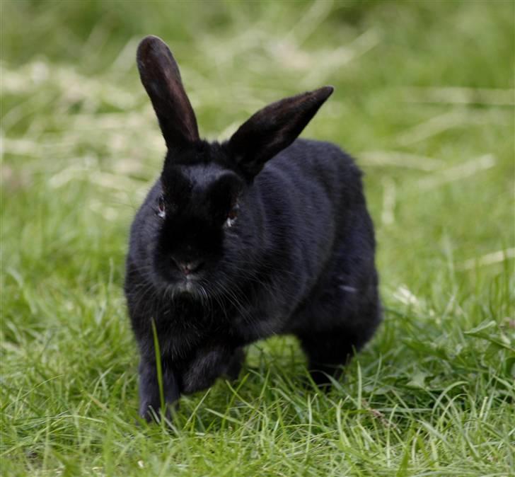 Kanin Millions † Black Beauty † - 11) © MichelleGreveNielsen 2010 - Intet må kopieres uden min tilladelse! billede 11