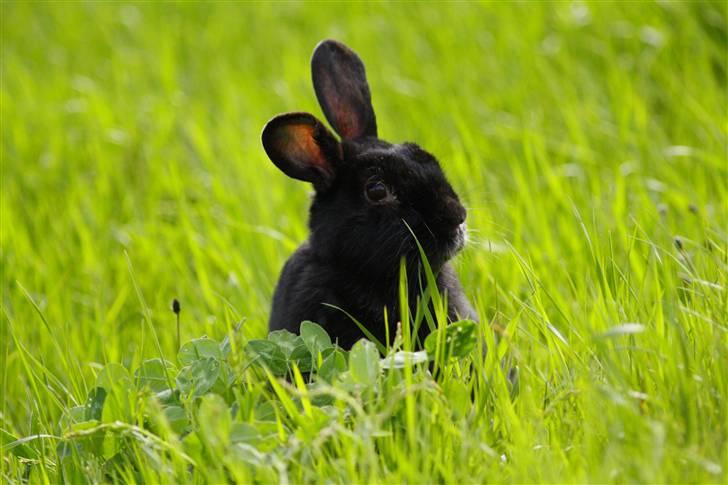 Kanin Millions † Black Beauty † - 12) BB på marken 23-05-2010 © MichelleGreveNielsen 2010 - Intet må kopieres uden min tilladelse! billede 12