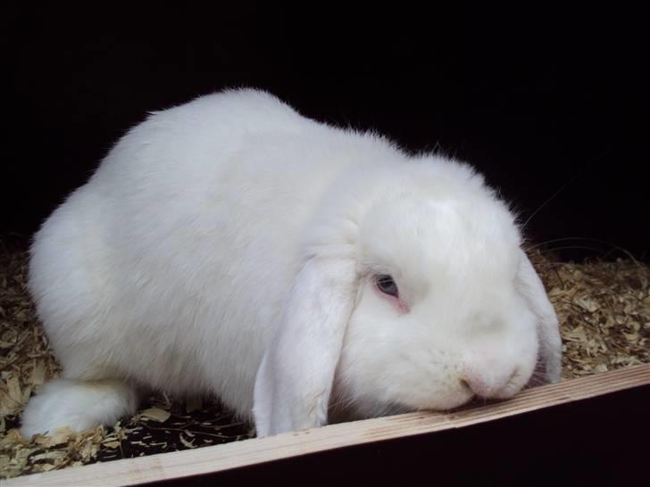 Kanin Soft ice billede 1