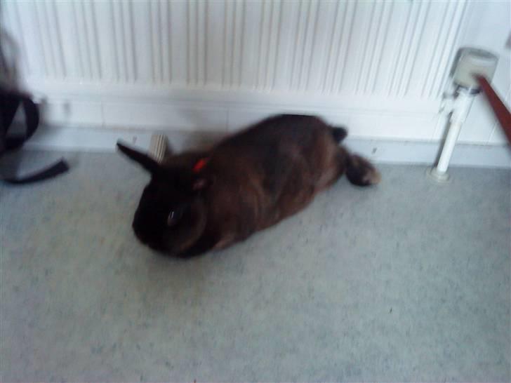 Kanin Ninus <3 - en lille slapper på gulvet ;o) billede 6